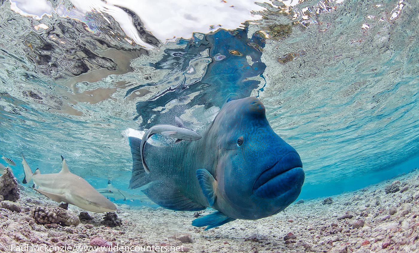 53. Napoleon Wrasse and Slender Suckerfish in shallow water lagoon, Tetemanu resort, Fakarava, Tahiti