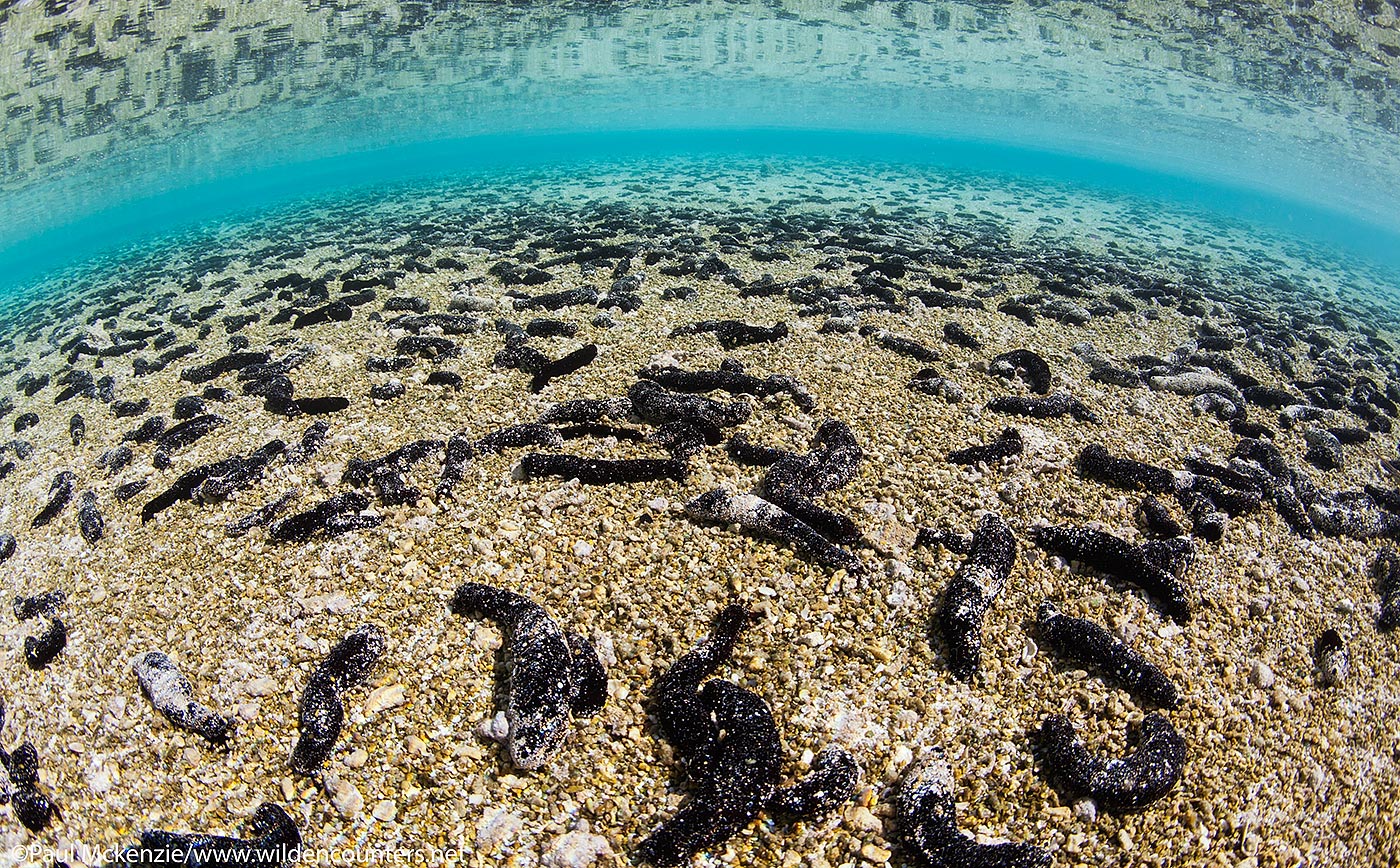 54. Sea Cucumber aggregation, shallow water lagoon pass, Fakarava, Tahiti