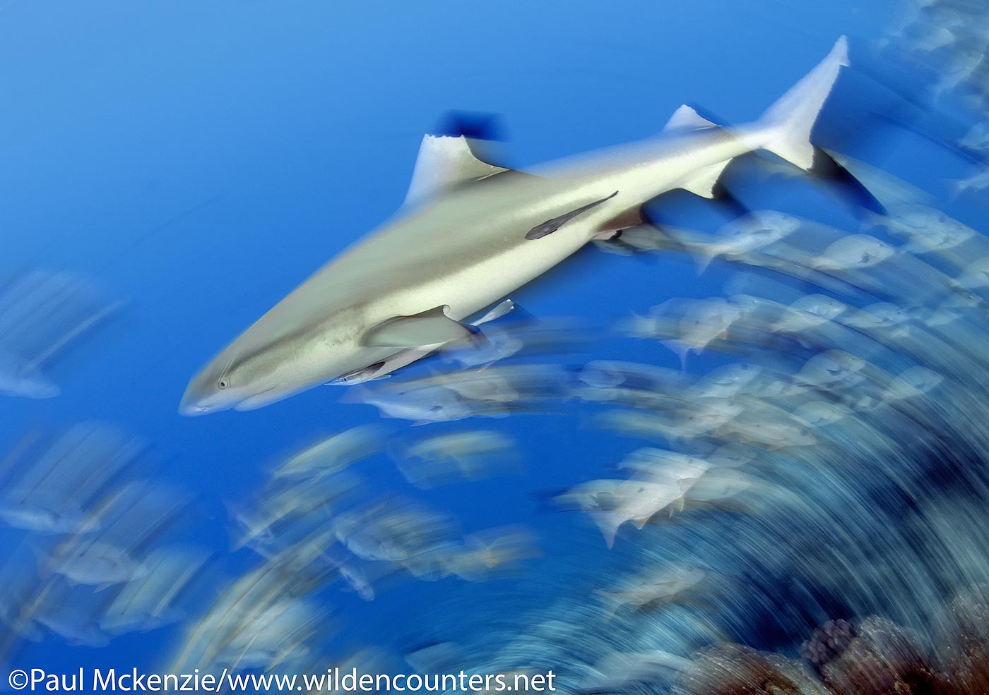 55. Black Tip Reef Shark, with motion, Fakarava, Tahiti