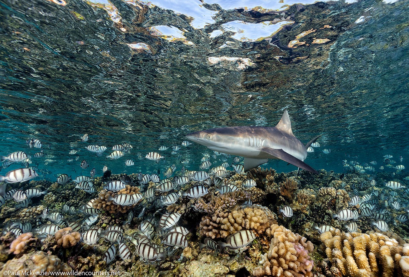 57. Grey Reef Sharks and Convict Surgeonfish, shallow water coral reef, Fakarava, Tahiti
