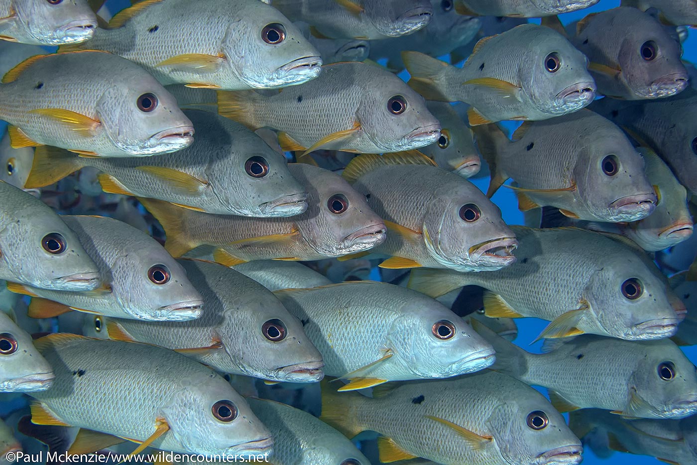 59. Onespot Snappers, Fakarava, Tahiti