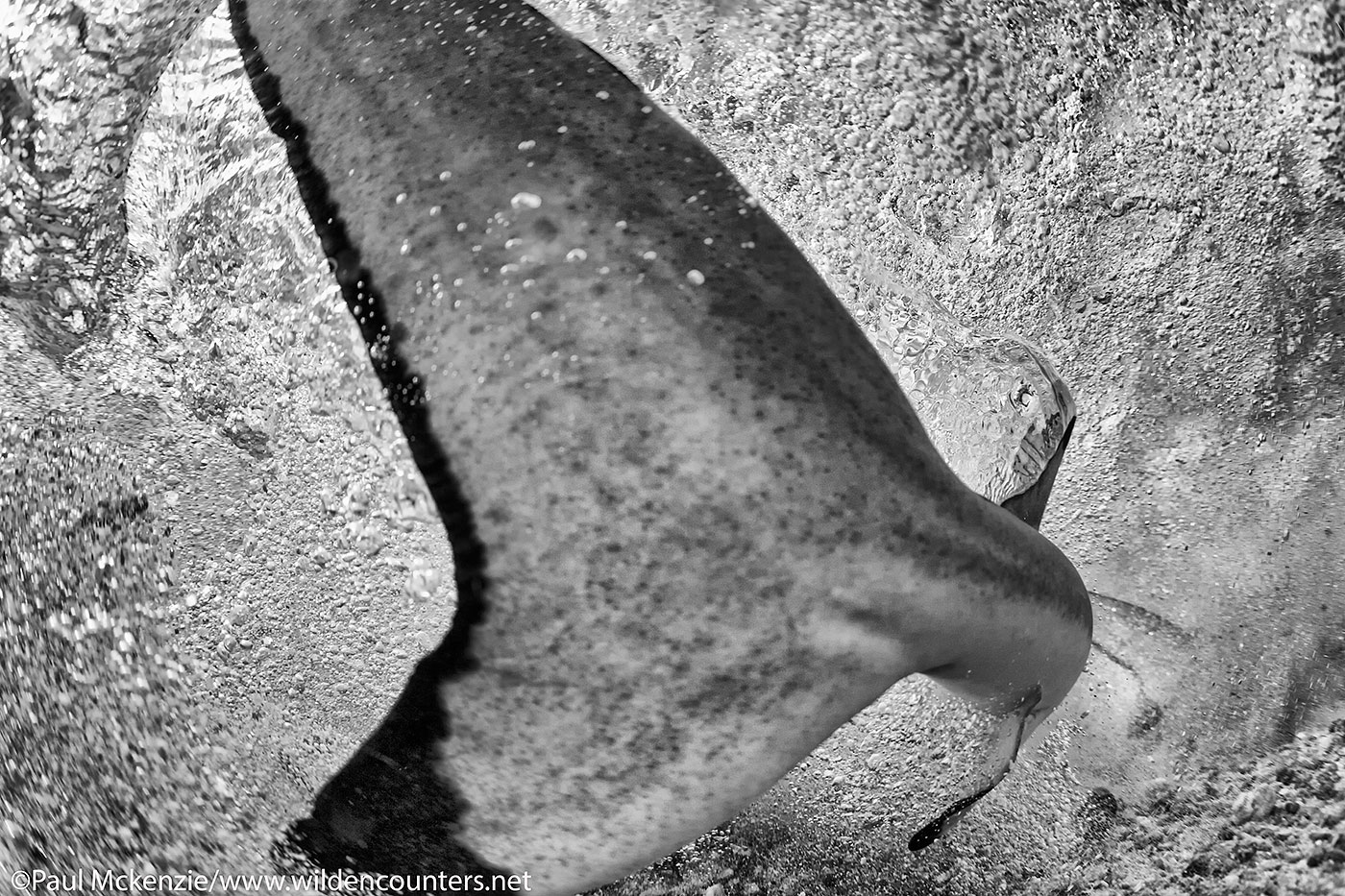 6. Black Tip Reef shark tailfin, Fakarava, Tahiti