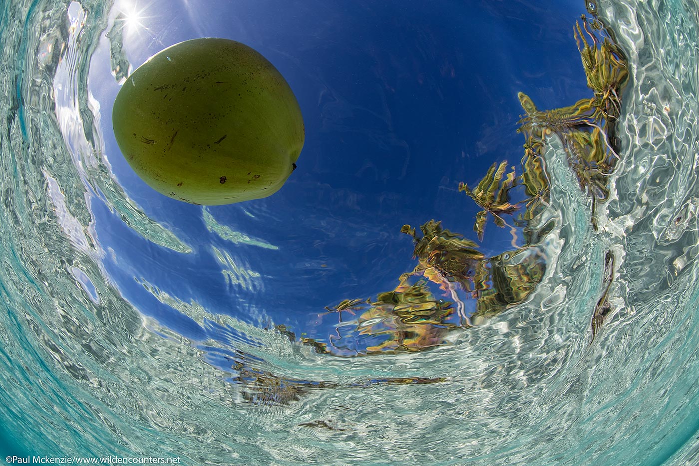 60. Fish eye, bottom up view of coconut floating on ocean surface, Fakarava, Tahiti