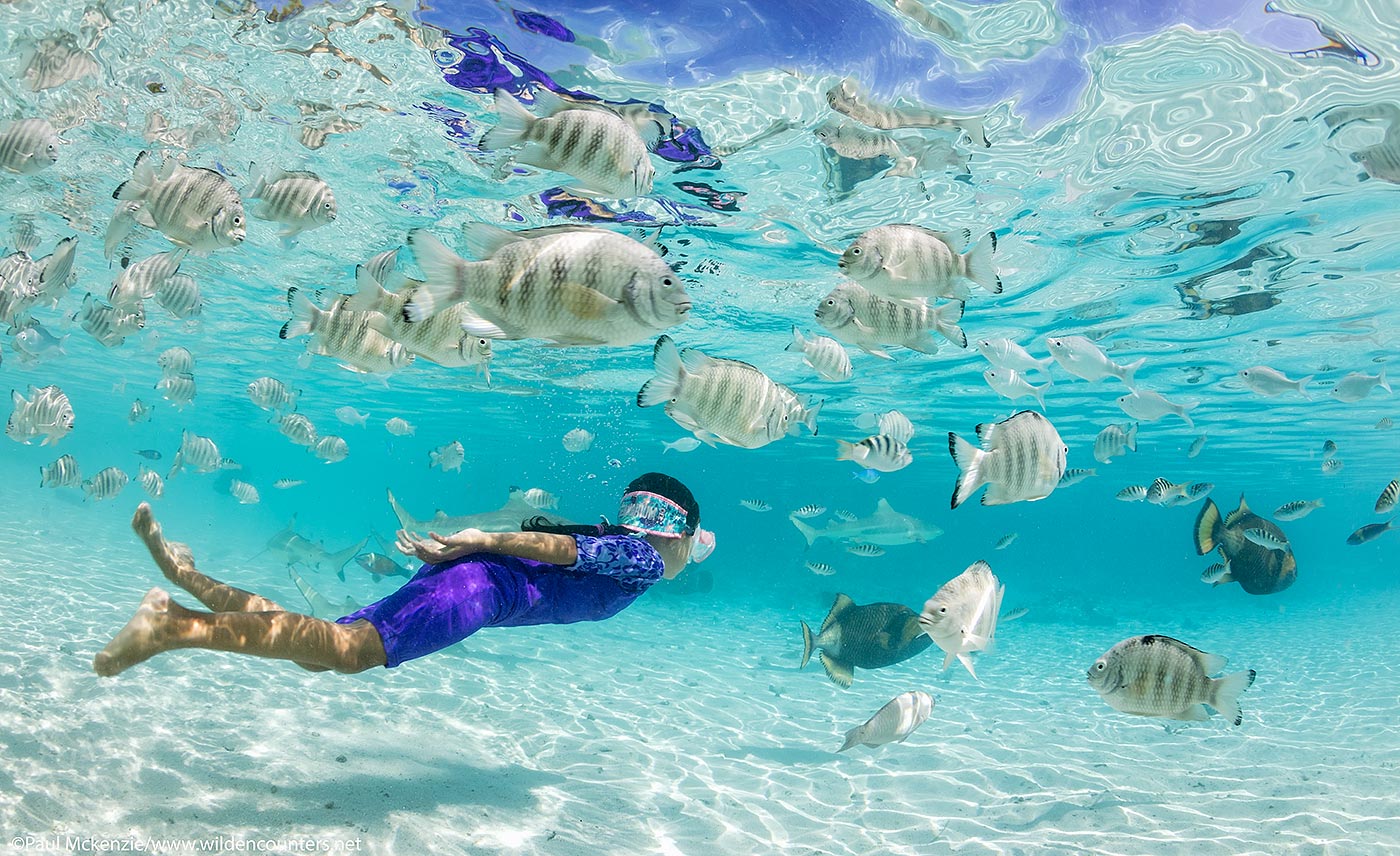 61. Child (female) swimming underwater in shallow water lagoon among reef fish and Black Tip Reef Sharks, Fakarava, Tahiti