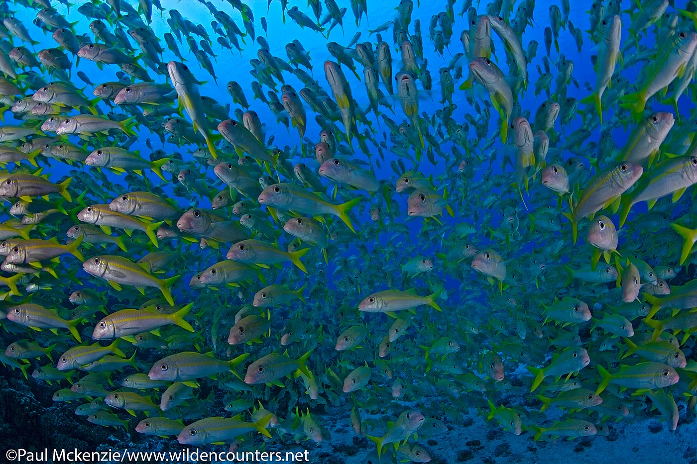 62. Schooling Yellow Goatfish, Fakarava, Tahiti