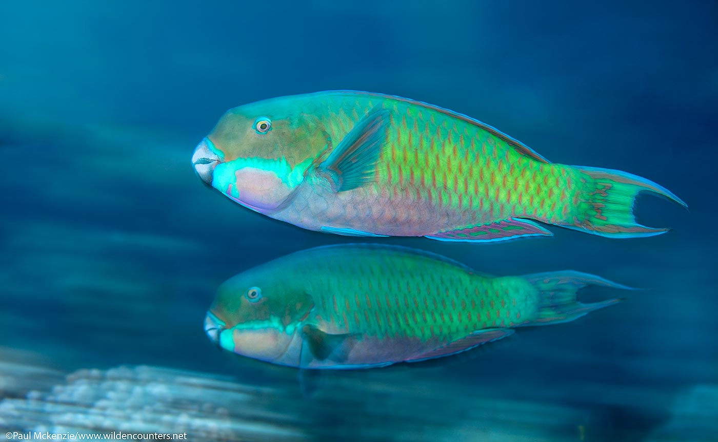 63. Steephead Parrotfish pair swimming with motion, Fakarava, Tahiti