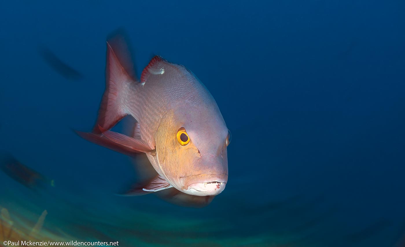 64. Twinspot Snapper swimming, with motion, Fakarava, Tahiti