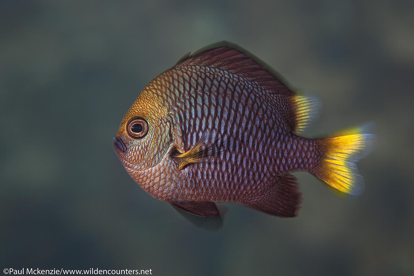 65. Yellowtail Dascyllus, Fakarava, Tahiti