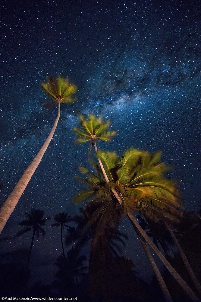 66. Coconut palms under the milky way, Tetemanu atoll, Fakarava, Tahiti