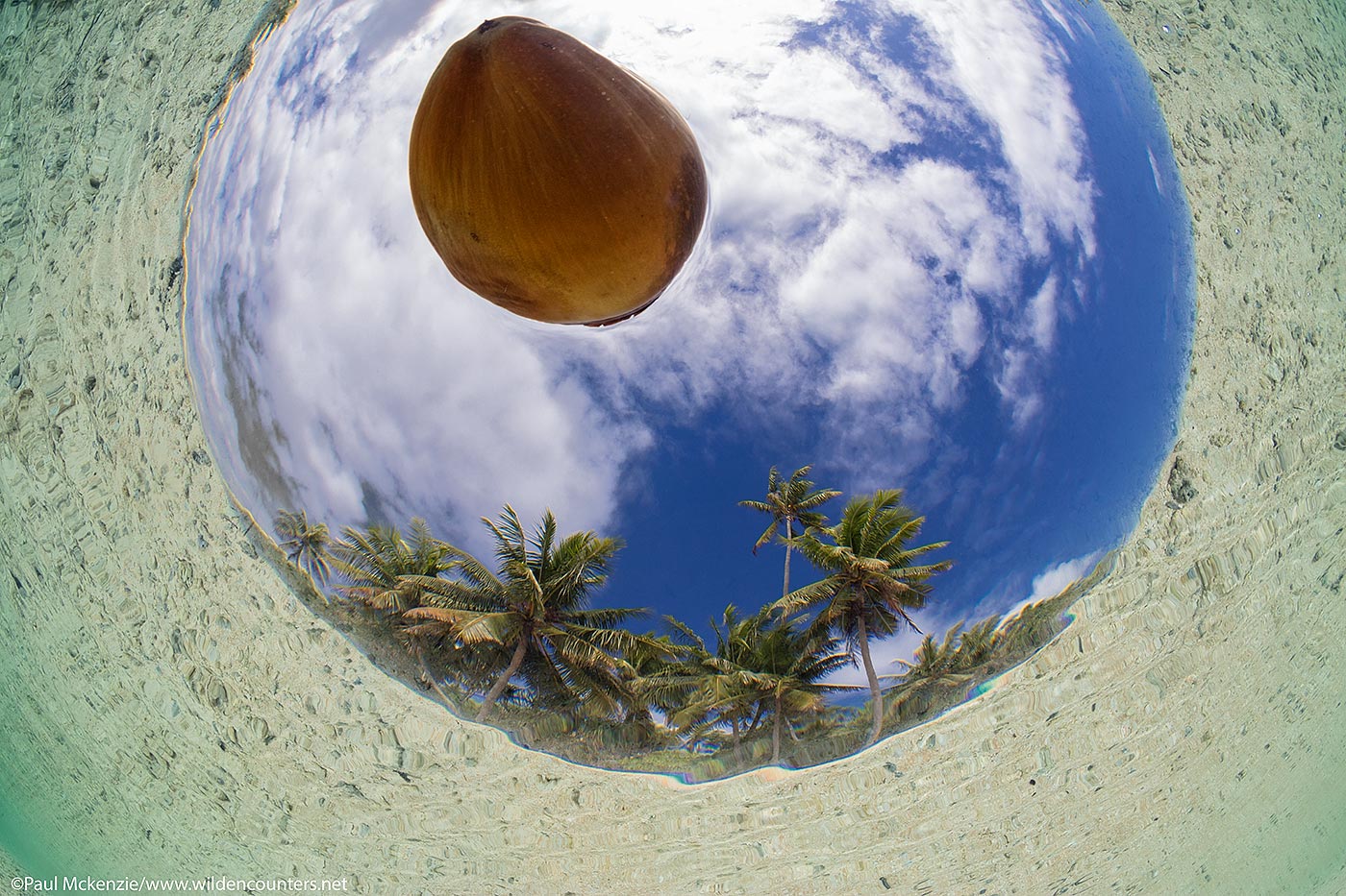 67. Fish-eye, underwater view of coconut floating on ocean surface, Fakarava, Tahiti