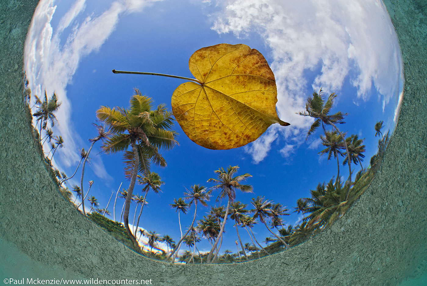 7. Fish-eye view of floating leaf with coconut palms in the background, Fakarava, Tahiti