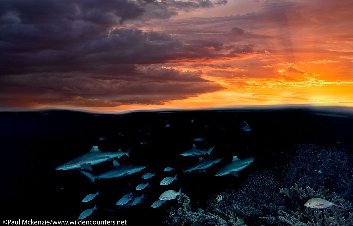 8. Over-under view of Grey Reef Sharks at sunset, Fakarava, Tahiti