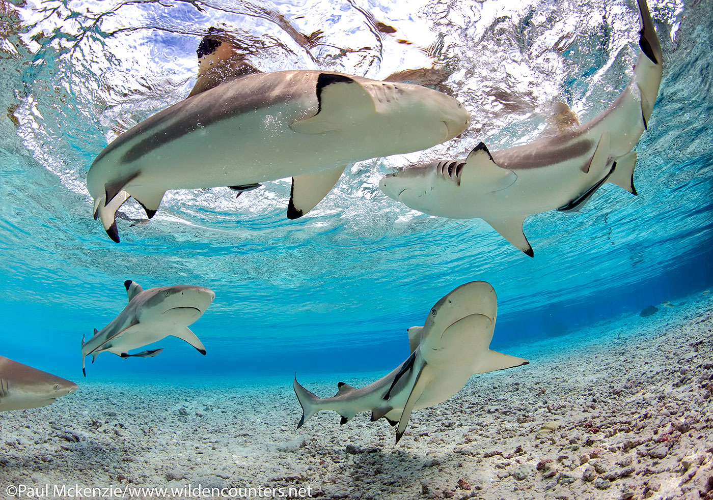 Black-Tip Reef Sharks in shallow water lagoon, Fakarava, Tahiti