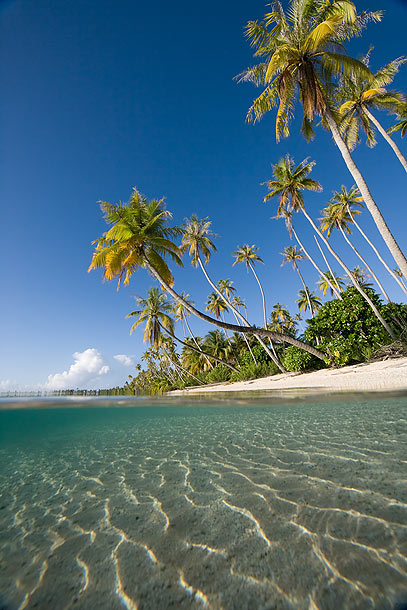Tahiti, July 2010 – Wildencounters